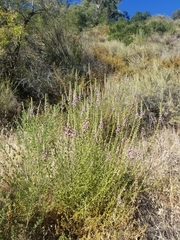 Sairocarpus multiflorus