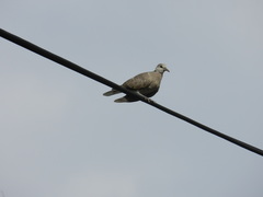 Streptopelia tranquebarica