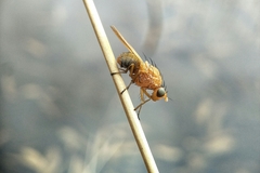 Meiosimyza appula