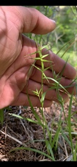 Carex collinsii