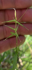 Carex collinsii