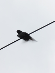 Hirundo rustica