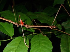 Phaenopharos struthioneus