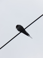 Hirundo rustica
