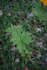 Trollius asiaticus