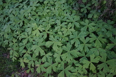 Anemonastrum baicalense