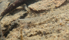 Pseudogobius masago
