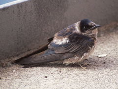 Purple Martin photo 6