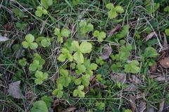 Waldsteinia ternata