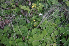 Waldsteinia ternata