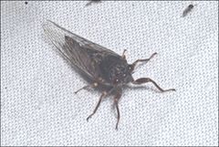 Yoyetta landsboroughi