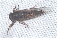 Yoyetta landsboroughi