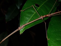 Phaenopharos struthioneus