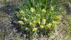 Oxytropis caespitosa