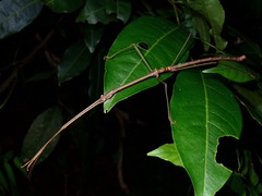 Phaenopharos struthioneus