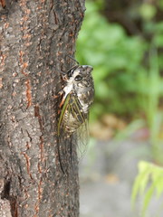 Cryptotympana takasagona