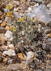 Eriogonum alexanderae