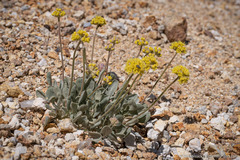 Eriogonum alexanderae