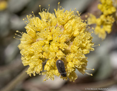 Eriogonum alexanderae