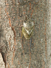 Cryptotympana takasagona