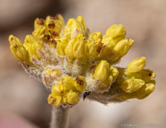 Eriogonum alexanderae
