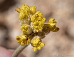 Eriogonum alexanderae
