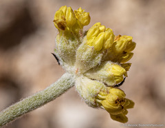 Eriogonum alexanderae