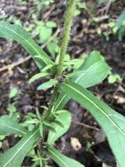 Triosteum angustifolium