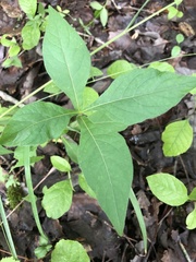 Triosteum angustifolium