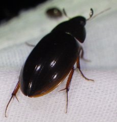 Hydrobiomorpha casta