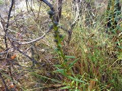 Logania recurva