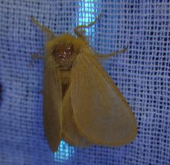 Megalopyge pyxidifera