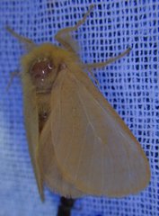 Megalopyge pyxidifera