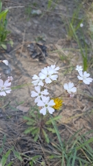 Silene linnaeana