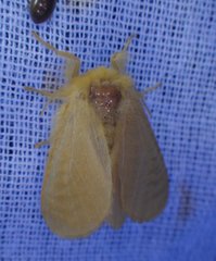 Megalopyge pyxidifera