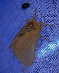 Megalopyge pyxidifera