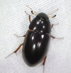 Hydrobiomorpha casta