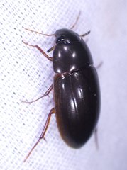 Hydrobiomorpha casta