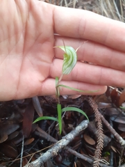 Pterostylis brumalis