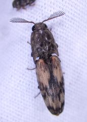 Pherhimius fascicularis