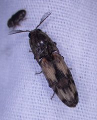 Pherhimius fascicularis