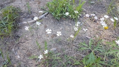 Silene linnaeana