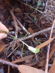 Pterostylis brumalis