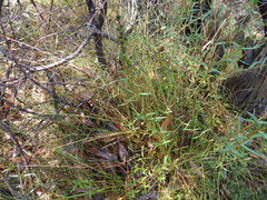 Logania recurva