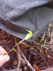 Pterostylis brumalis