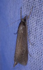 Carectocultus perstrialis