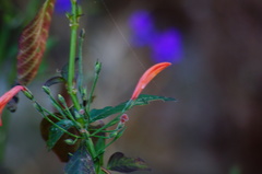 Dicliptera sciadephora