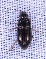 Selenophorus