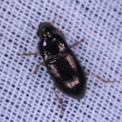 Selenophorus