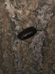 Armadillidium vulgare
